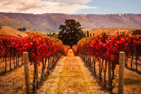 Vineyards in Otago