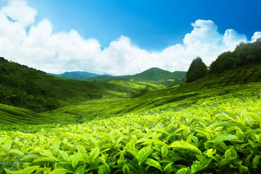 Perkebunan Teh