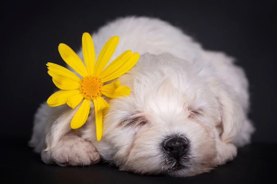 Chiot maltais