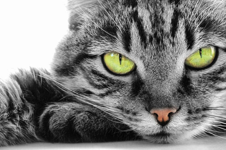 Mačka so zelenými očami