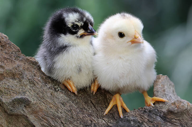 Dos pollos