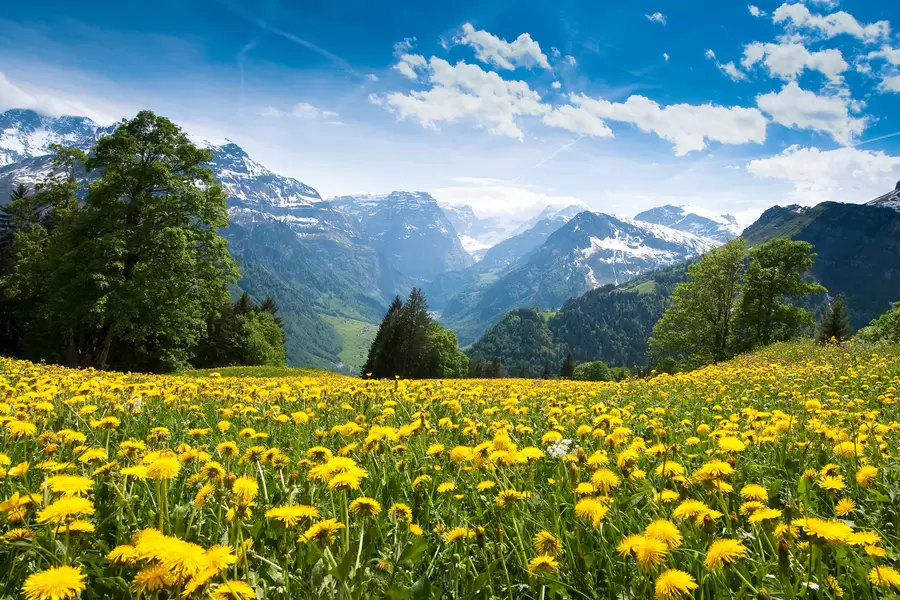 Braunwald karahindiba alanı
