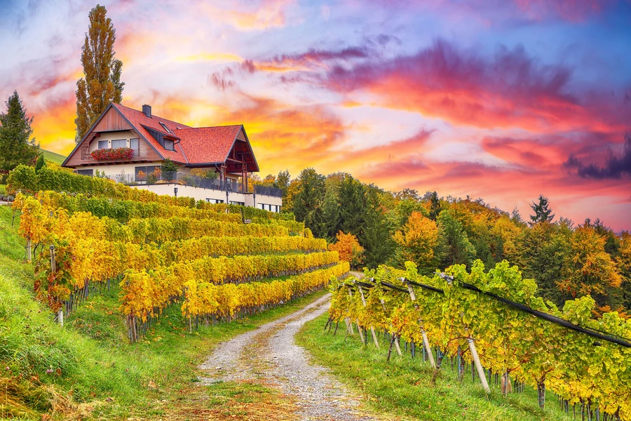 Weinberge von Gamlitz