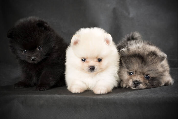 Pomeranian puppies on a gray background