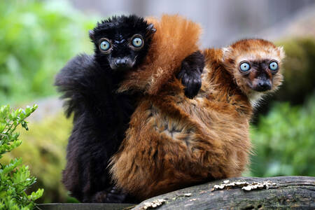 Two lemurs