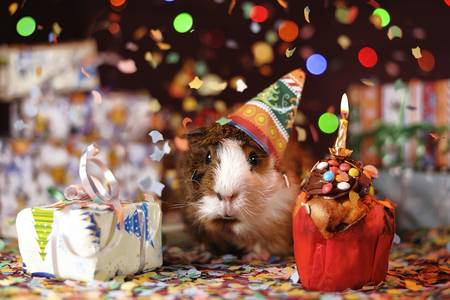 Congratulation from a guinea pig
