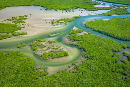 Bosques de manglares