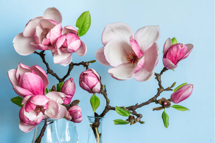 Cvjetovi magnolije