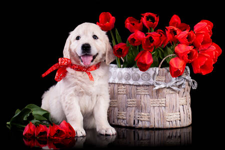 Puppy bij de mand met tulpen