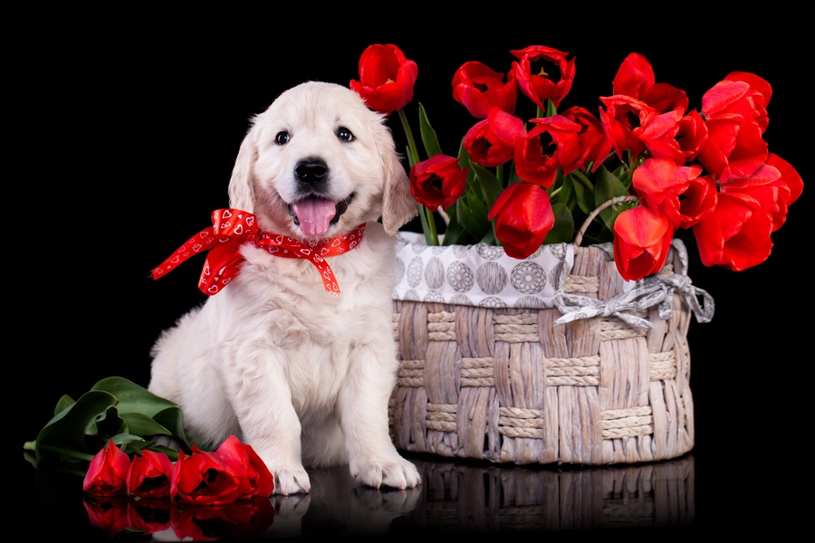 Anak anjing di keranjang dengan tulip