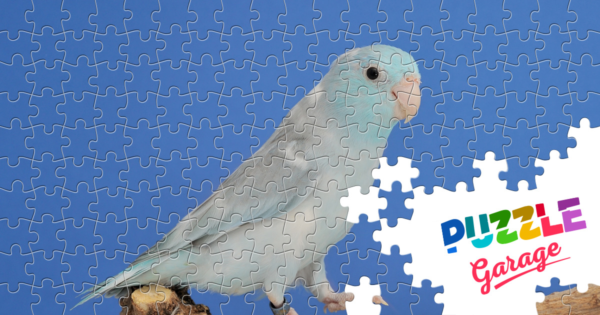 blue-parrot-jigsaw-puzzle-animals-birds-puzzle-garage