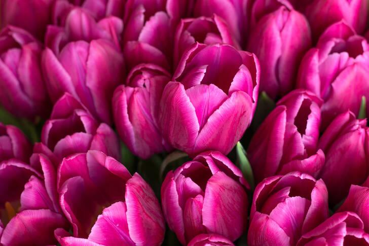 Рожеві тюльпани