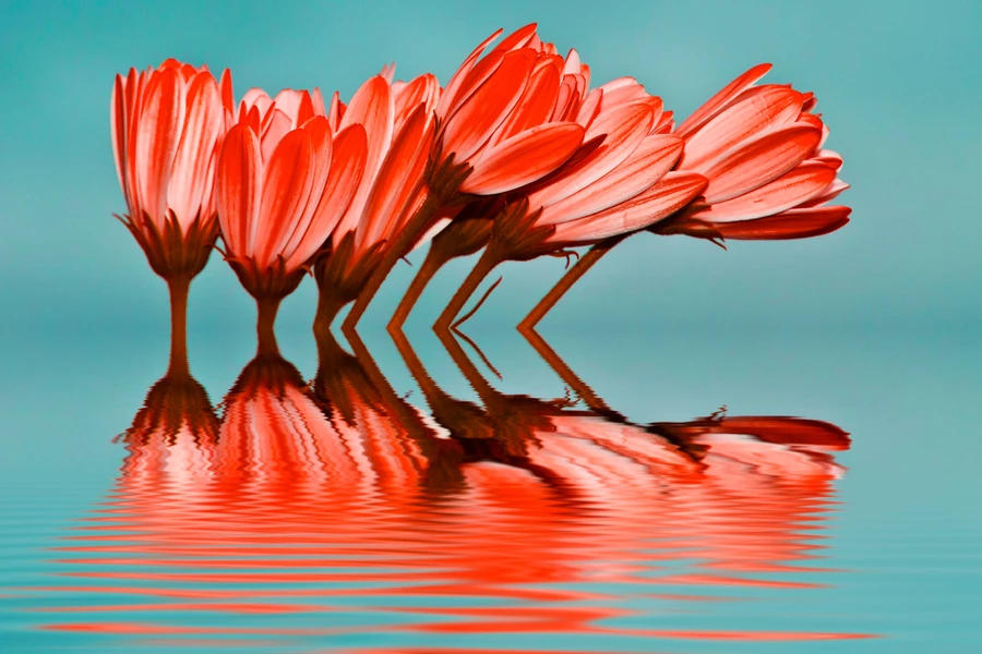 Blomster i vannet