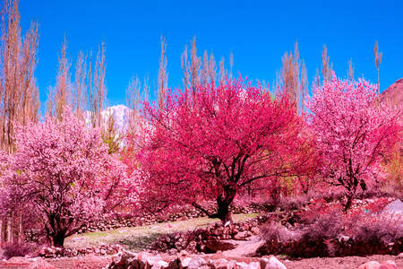 Pink trees