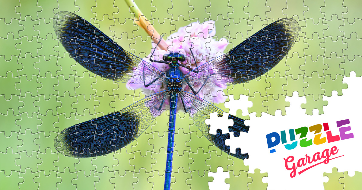 Striped dragonfly Jigsaw Puzzle (Animals, Insects) Puzzle Garage