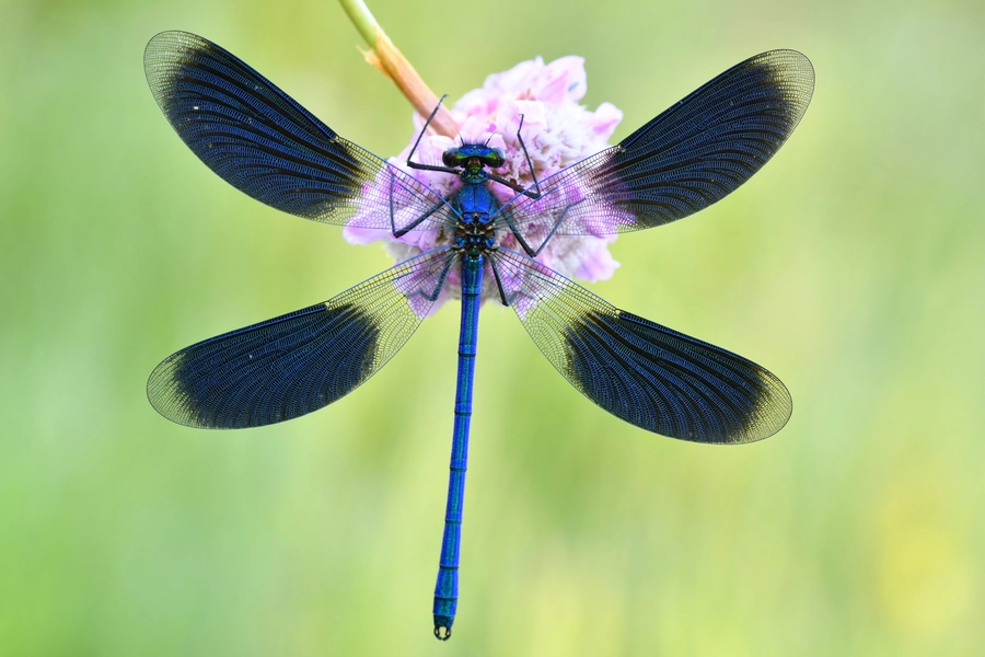 Gestreifte Libelle