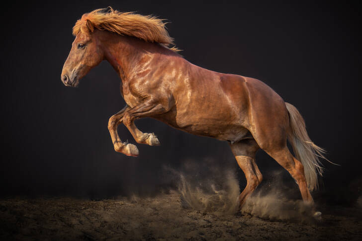 Islandský kůň