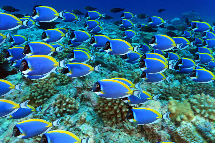Skola av blå fisk