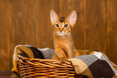 Abyssinian kitten in a basket