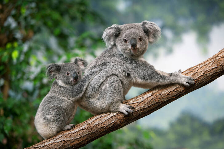 Koala babával