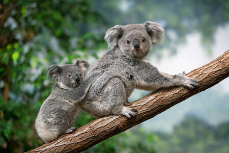 Koala med bebis