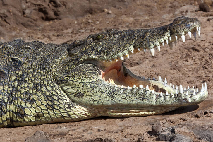 Nile crocodile