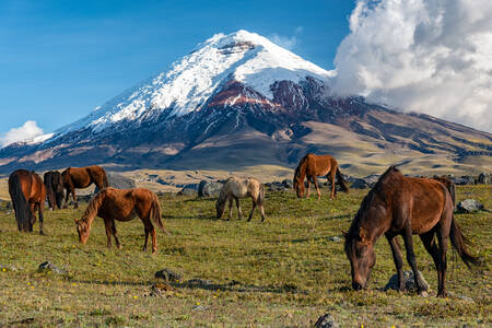 Horses at the foot of the mountain