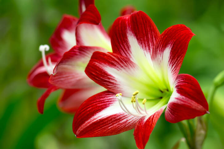 Amaryllis vermelhos e brancos