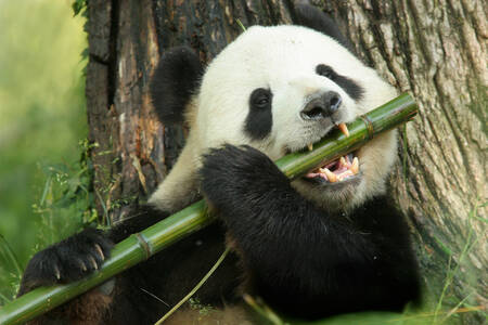 Panda com bambu