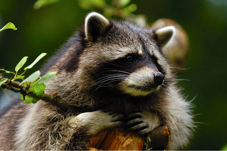 Forest raccoon