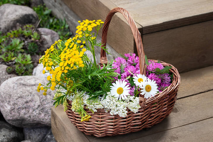 Medicinal flowers in a basket