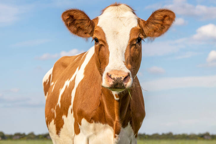 Vache rousse