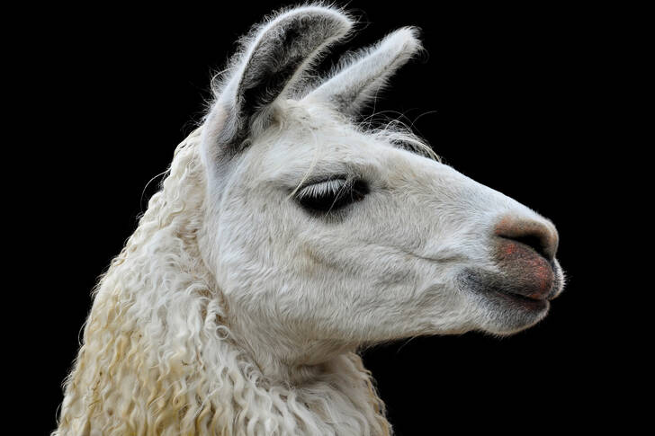 White llama on a black background