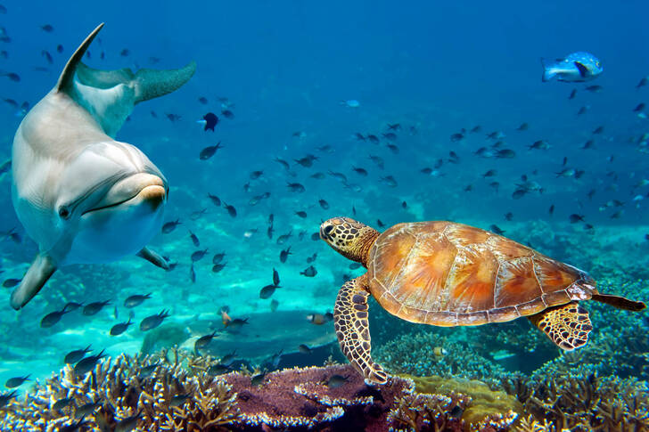 Dolfijn en zeeschildpad