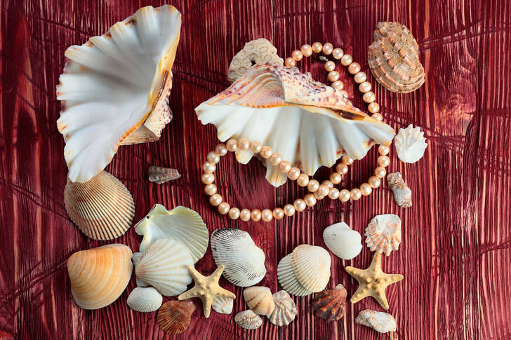 Coquillages sur fond en bois