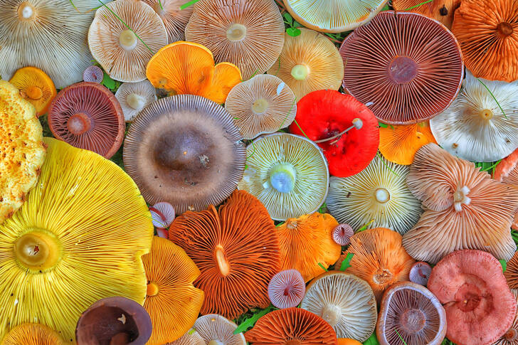 Colorful mushrooms