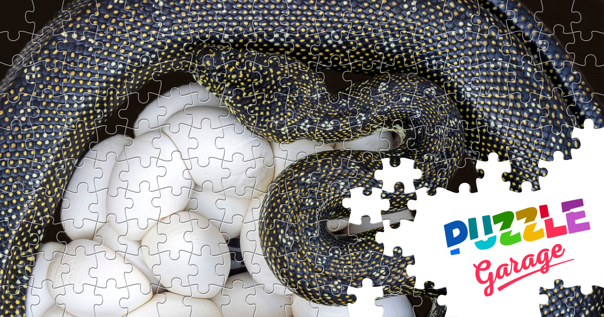 Australian python Jigsaw Puzzle (Animals, Reptiles) | Puzzle Garage