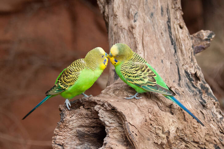 Kissing Budgies