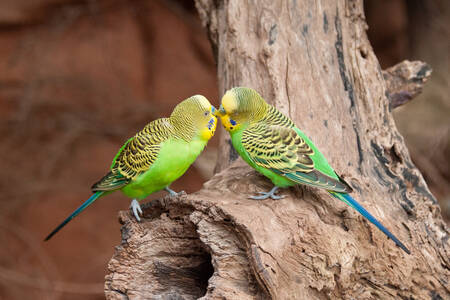 キスするセキセイインコ