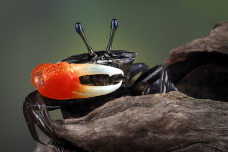 Kepiting komando kecil