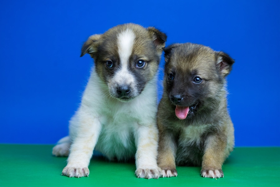 Puppy’s
