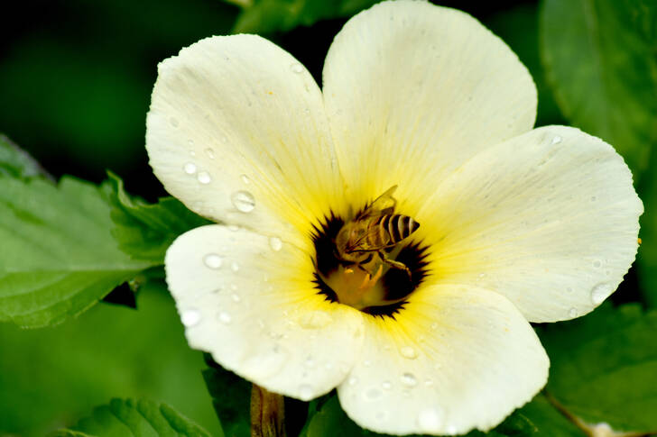 Biene auf einer Blume