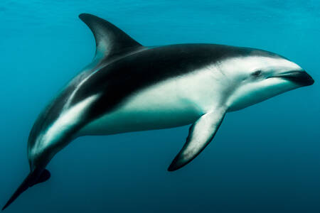 Dark Dolphin