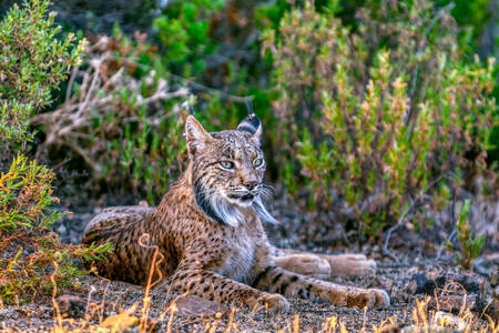 Lynx ibérique
