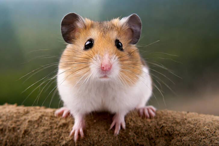 Hamster