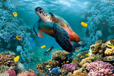 A turtle among a coral reef