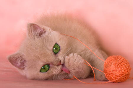 Kitten with a ball of thread