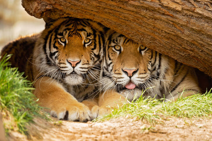 Bengal tigers