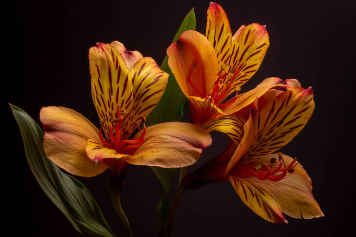 Alstroemeria flowers