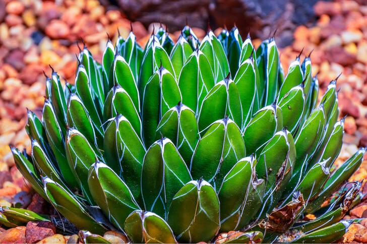 Большая агава королевы Виктории